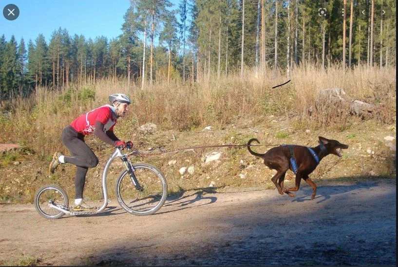 Tretoller-laden.de Dogscooter.webp